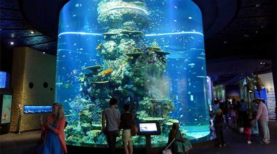 Bán vé sea aquarium singapore - Vé singapore aquarium